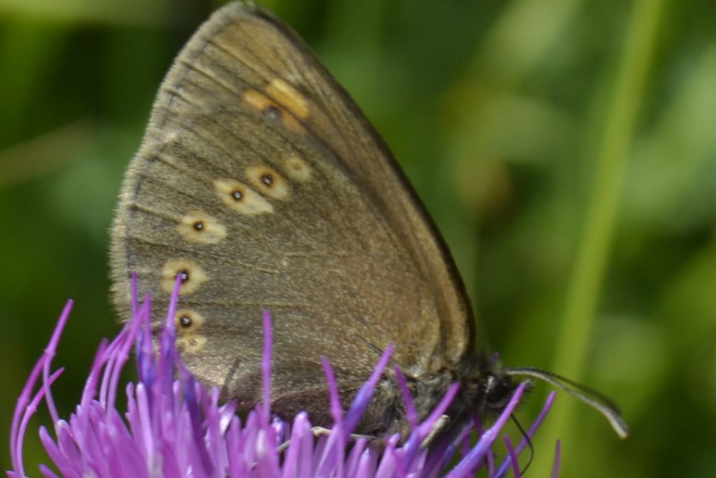 Erebia....  Erebia albergana